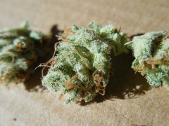 Strawberry glue