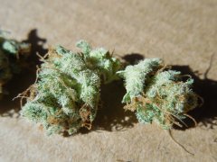 Strawberry glue