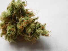 Strawberry Glue - Thseeds