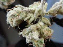 Tangie Cookies #2 Beuh chat