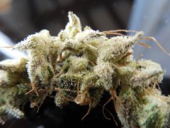 Tangie Cookies #2 Beuh chat