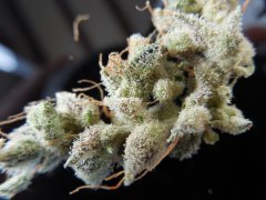 Tangie Cookies #2 Beuh chat