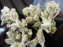 Tangie Cookies #2 Beuh chat