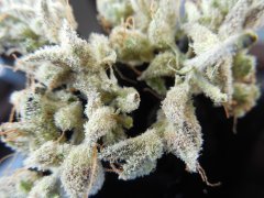 Tangie Cookies #2 Beuh chat