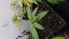 Critical orange punch c+13