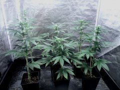 One Bud