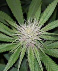 pink gorilla #1