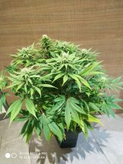 white x ogchem2