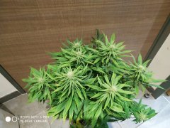 whitex ogchem2