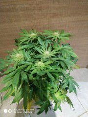 White x ogchem