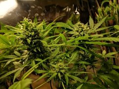 IMG_20190314_034355.jpg