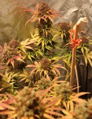 afghani.vix 50 de flo