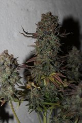afghani vix  , cut 55j de flo