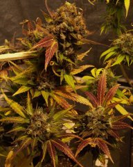 purpel vix f1 55 j/de flo
