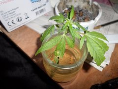 boot's Blue Dream