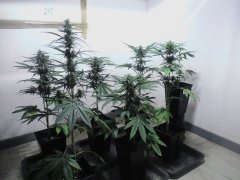 One Bud 12/12+20