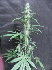 One Bud Phéno Sativa