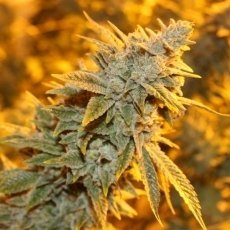 Strawberry Glue