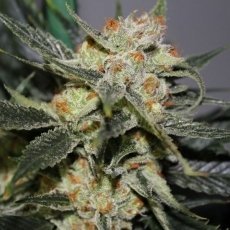 Strawberry Shortcake