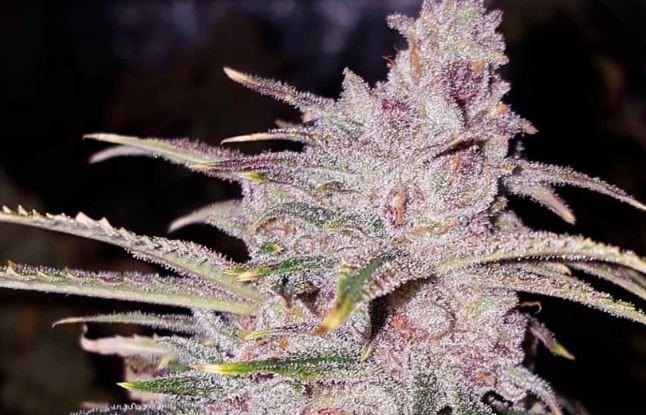 Tropicanna haze