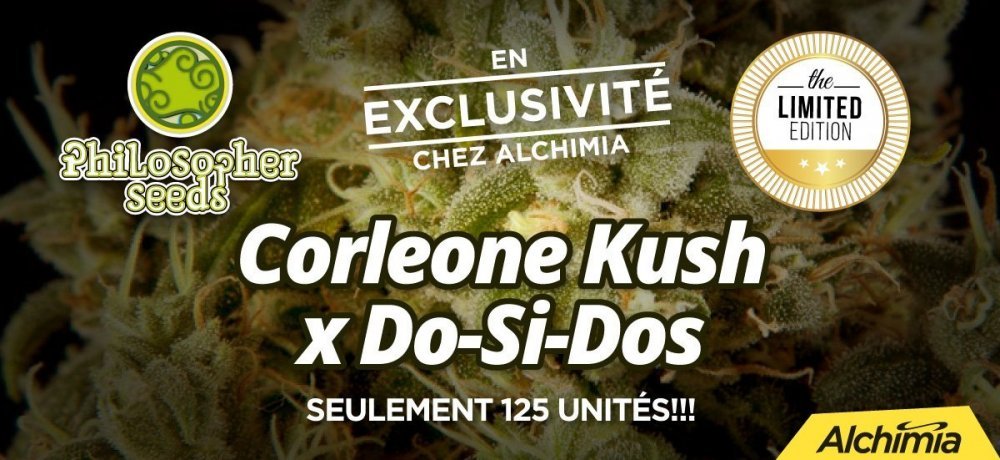 1200px-corleone-kush-x-2si2-fr.jpg