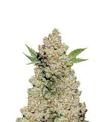 Auto Lemon Zkittlez
