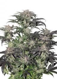 Bubba Island Kush