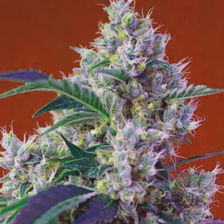 Chem Beyond Diesel CBD