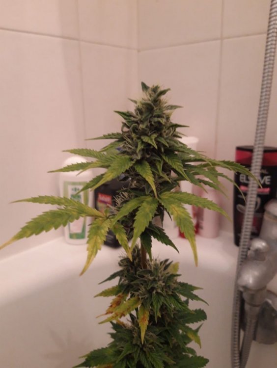 IMG-20190401-WA0007.jpg