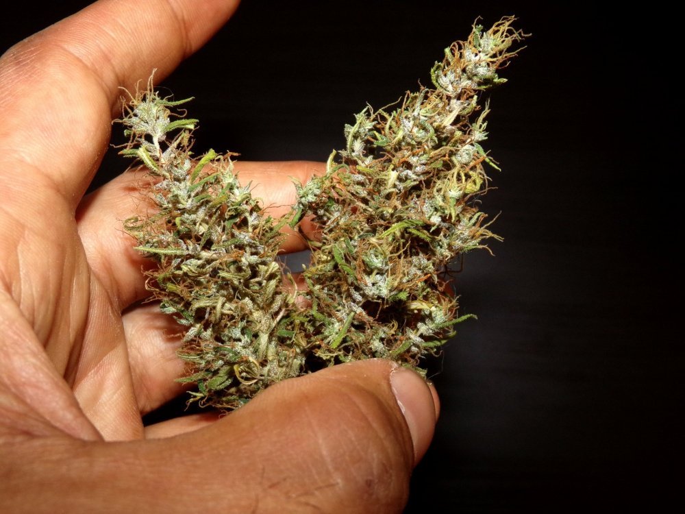 Kullu_Bud.jpg