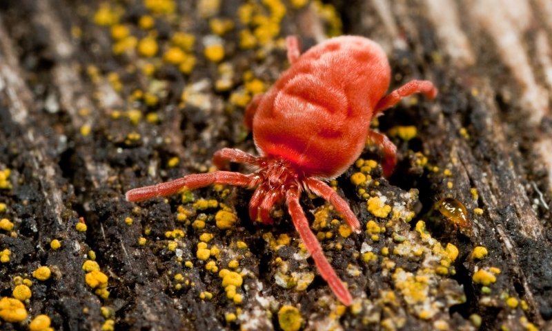 Araignées rouges (2)