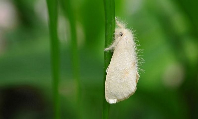 Les aleurodes ou mouche blanche .