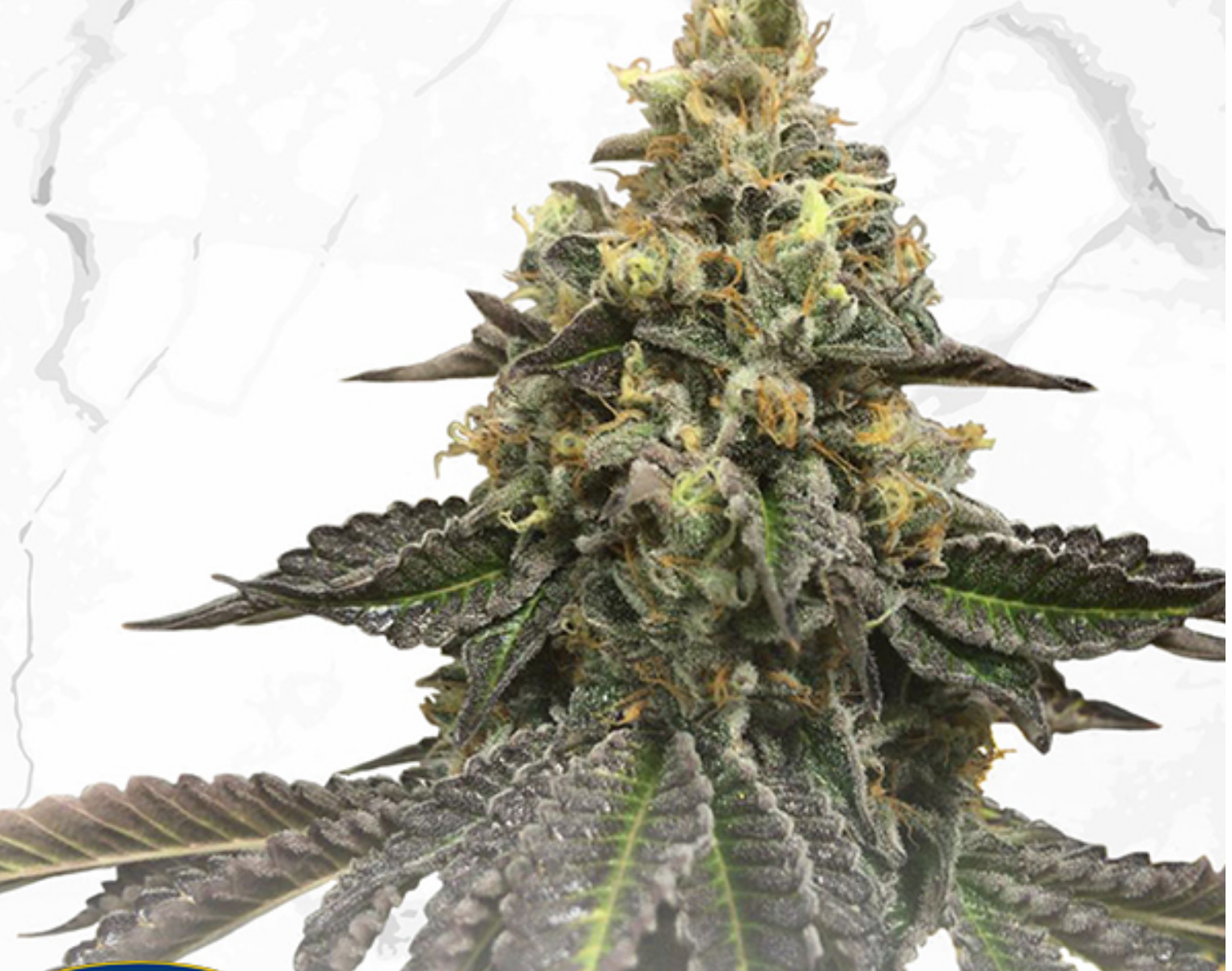 French Cookies x Birthday Cake