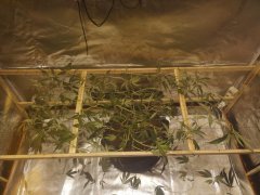 scrog core vue 3quart.jpg