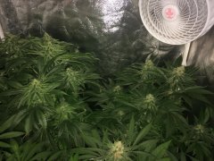 FLO+42 HGK KS.jpg