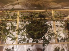 scrog core cut vue dessus.jpg
