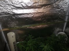 scape booster 150 bamboo.jpg