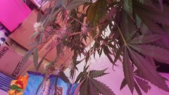 Flo+13 jeanne