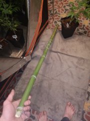 space boost bamboo.jpg