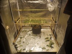 core cut scrog solo sous filet.jpg