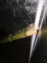 space boost bamboo 2.jpg
