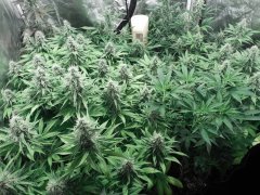 Chem#4 x OTM#1