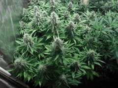 Chem#4 x OTM#1