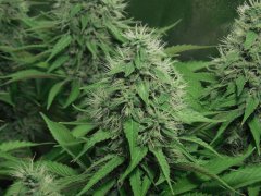 Chem#4 x OTM#1