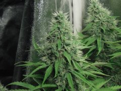 Chem#4 x OTM#1