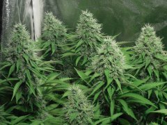 Chem#4 x OTM#1