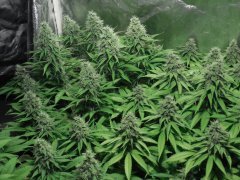 Chem#4 x OTM#1