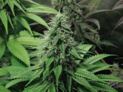 Chem#4 x OTM#1