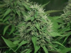Chem#4 x OTM#1