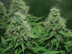 Chem#4 x OTM#1